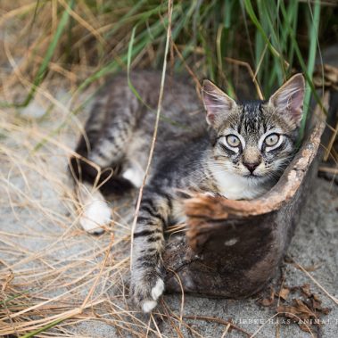 Eine Katze entspannt im Sand