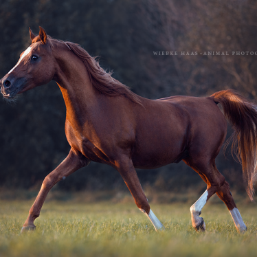 Ein neues Konzept für die Pferdefotoworkshops: animal, equine, equus, fine art, horse, horse photography, Pferd, Pferde, Pferdefoto, Pferdefotograf, Pferdefotografie, photography, Tierfotograf, Tierfotografie, Workshop, Pferdefotokurs, Pferdefotoworkshop