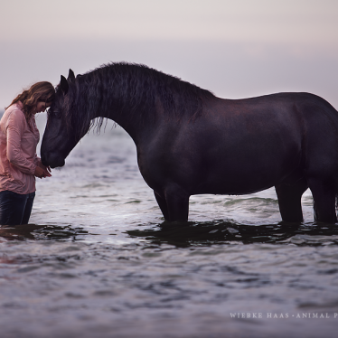 Ein neues Konzept für die Pferdefotoworkshops: animal, equine, equus, fine art, horse, horse photography, Pferd, Pferde, Pferdefoto, Pferdefotograf, Pferdefotografie, photography, Tierfotograf, Tierfotografie, Workshop, Pferdefotokurs, Pferdefotoworkshop