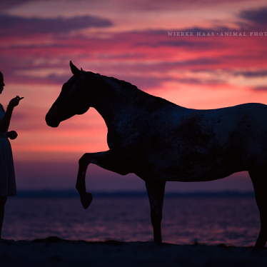 Ein neues Konzept für die Pferdefotoworkshops: animal, equine, equus, fine art, horse, horse photography, Pferd, Pferde, Pferdefoto, Pferdefotograf, Pferdefotografie, photography, Tierfotograf, Tierfotografie, Workshop, Pferdefotokurs, Pferdefotoworkshop