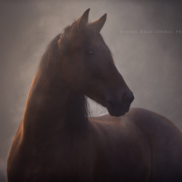 Ein neues Konzept für die Pferdefotoworkshops: animal, equine, equus, fine art, horse, horse photography, Pferd, Pferde, Pferdefoto, Pferdefotograf, Pferdefotografie, photography, Tierfotograf, Tierfotografie, Workshop, Pferdefotokurs, Pferdefotoworkshop