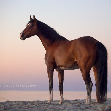 animal, equine, equus, fine art, horse, horse photography, Pferd, Pferde, Pferdefoto, Pferdefotograf, Pferdefotografie, photography, Tierfotograf, Tierfotografie, Workshop, Pferdefotokurs, Pferdefotoworkshop