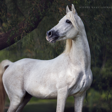 Ein neues Konzept für die Pferdefotoworkshops: animal, equine, equus, fine art, horse, horse photography, Pferd, Pferde, Pferdefoto, Pferdefotograf, Pferdefotografie, photography, Tierfotograf, Tierfotografie, Workshop, Pferdefotokurs, Pferdefotoworkshop