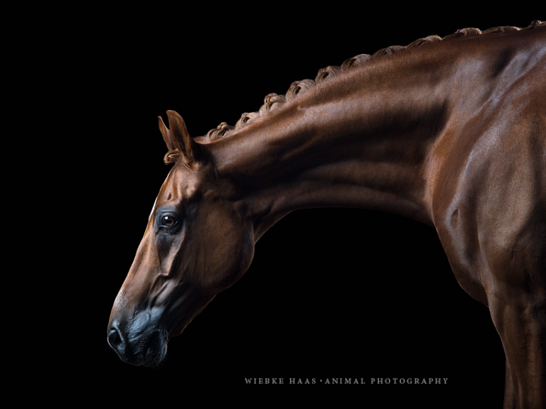 Pferde vor schwarzem Hintergrund fotografieren - Portrait