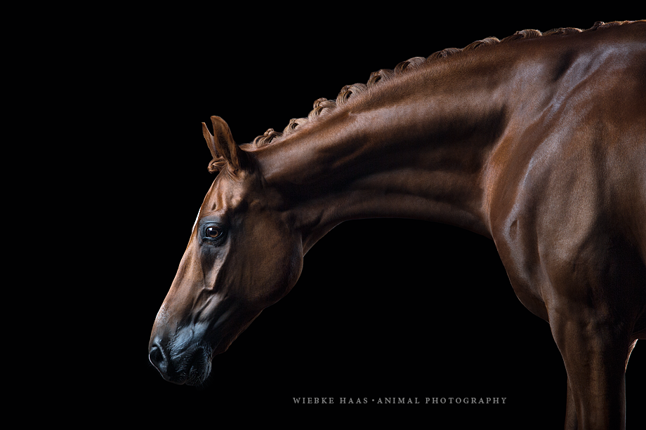 Pferde vor schwarzem Hintergrund fotografieren - Portrait