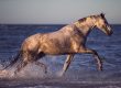 animal, equine, equus, fine art, horse, horse photography, Pferd, Pferde, Pferdefoto, Pferdefotograf, Pferdefotografie, photography, Tierfotograf, Tierfotografie, Workshop, Pferdefotokurs, Pferdefotoworkshop, Strand, Warmblut, Schimmel, Wasser