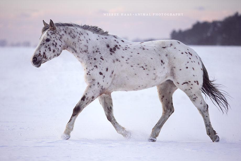 Appaloosa im Schnee (Klick für volle Ansicht)animal, equine, equus, fine art, horse, horse photography, Pferd, Pferde, Pferdefoto, Pferdefotograf, Pferdefotografie, photography, Tierfotograf, Tierfotografie, Workshop, Pferdefotokurs, Pferdefotoworkshop, Appaloosa, Schnee