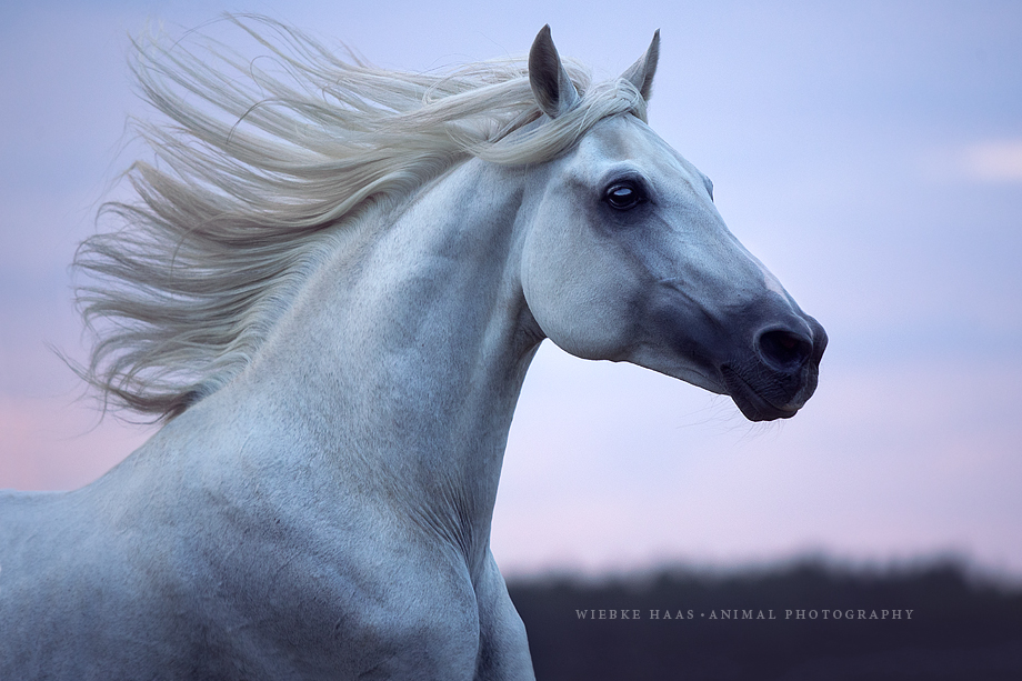 Diffuses Licht - Perfekte Fotobedingung