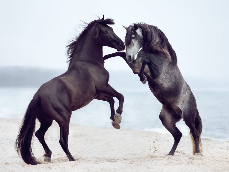 Bildbearbeitung in Photoshop: Composing mehrerer Bildelemente, Pferde am Strand