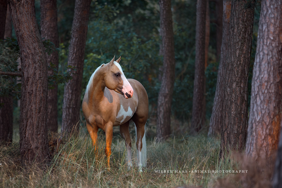 Tierfotografie im Wald