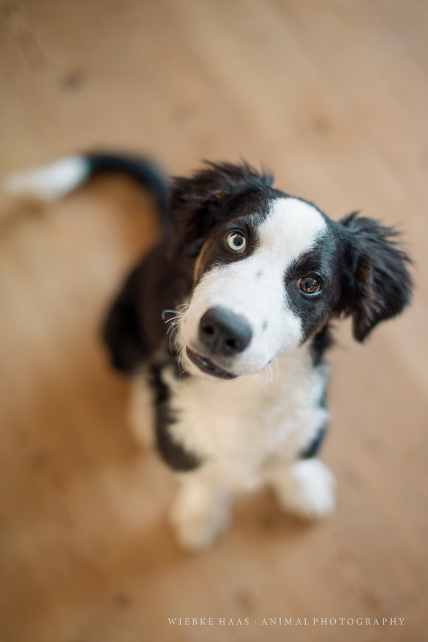 Zu Hause bleiben als Fotograf #stayathome - Portrait Hund