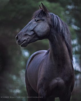 Tiere in schwarz - worst case?