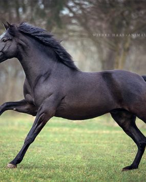 Tiere in schwarz - worst case?