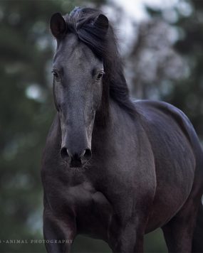 Tiere in schwarz - worst case?