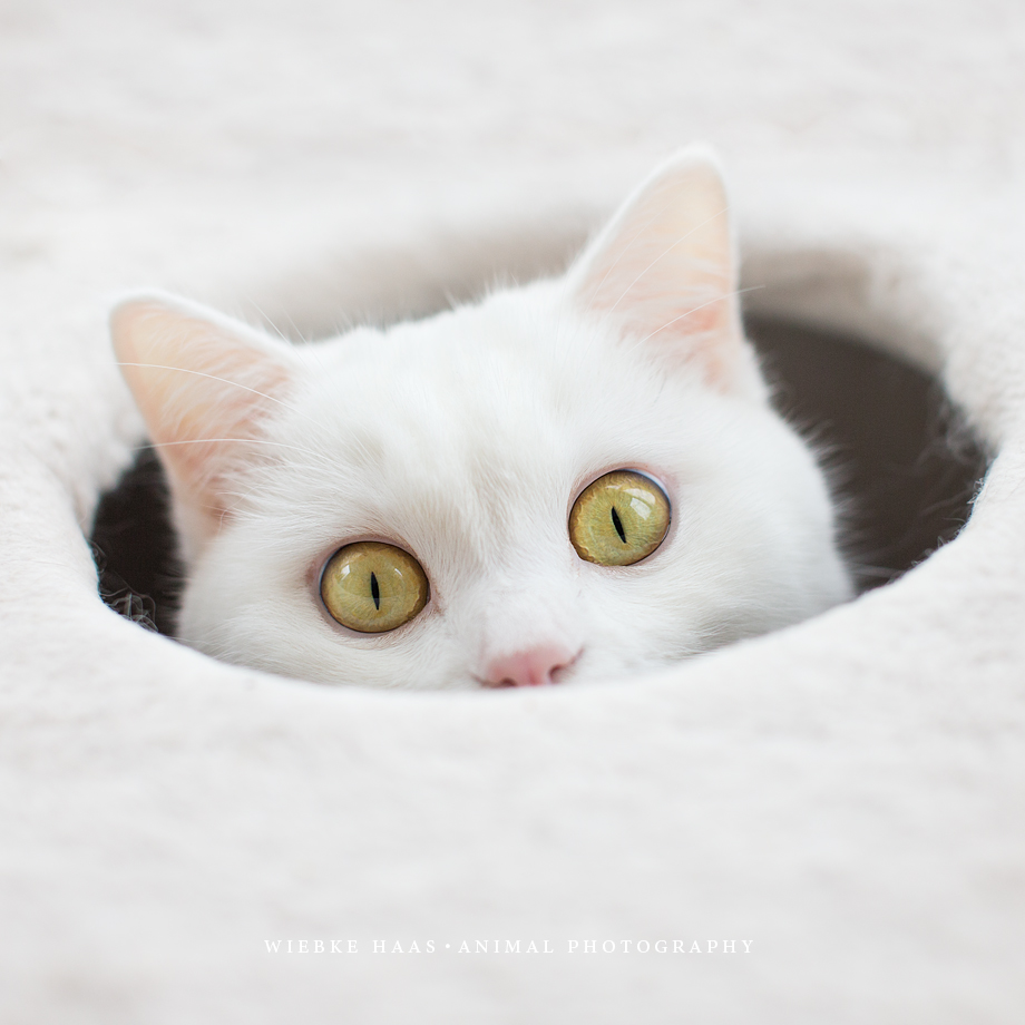 Zu Hause bleiben als Fotograf #stayathome