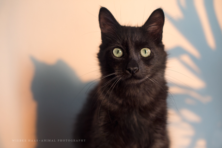Zu Hause bleiben als Fotograf #stayathome - Portrait Katze