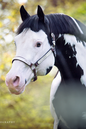 Im Blütenmeer - Colonel Coosader
