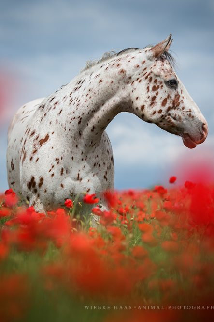 Im Blütenmeer - Appaloosa im Mohnfeld