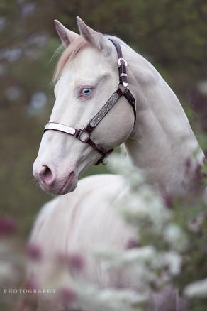 Im Blütenmeer - Perlino