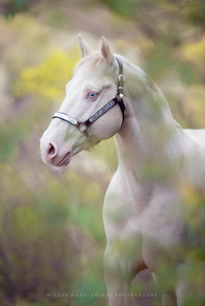 Im Blütenmeer - Perlino
