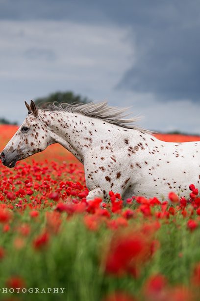 Im Blütenmeer - Appaloosa im Mohnfeld