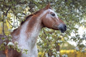 Appaloosa