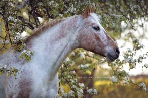 Appaloosa