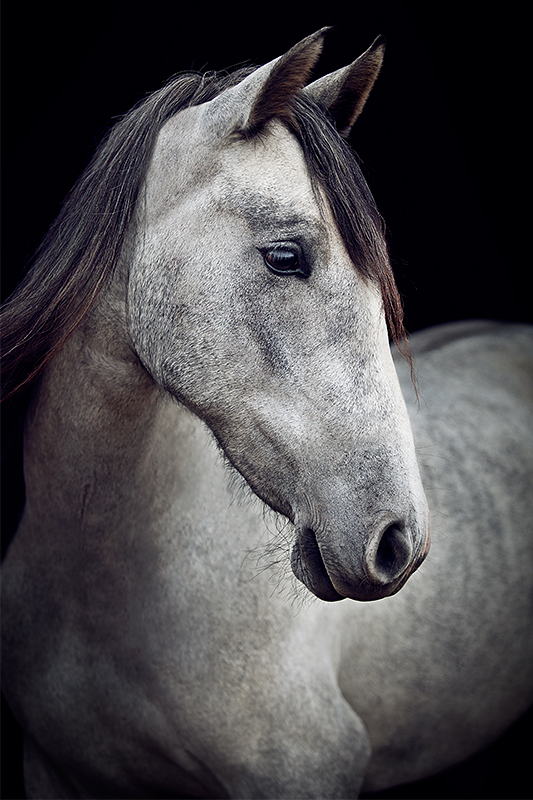 Pferde elegant vor schwarzem Hintergrund fotografieren