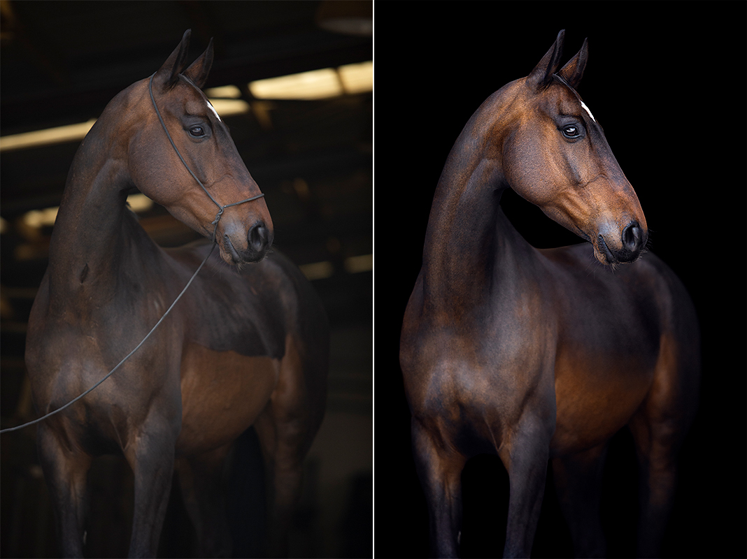 Pferde elegant vor schwarzem Hintergrund fotografieren