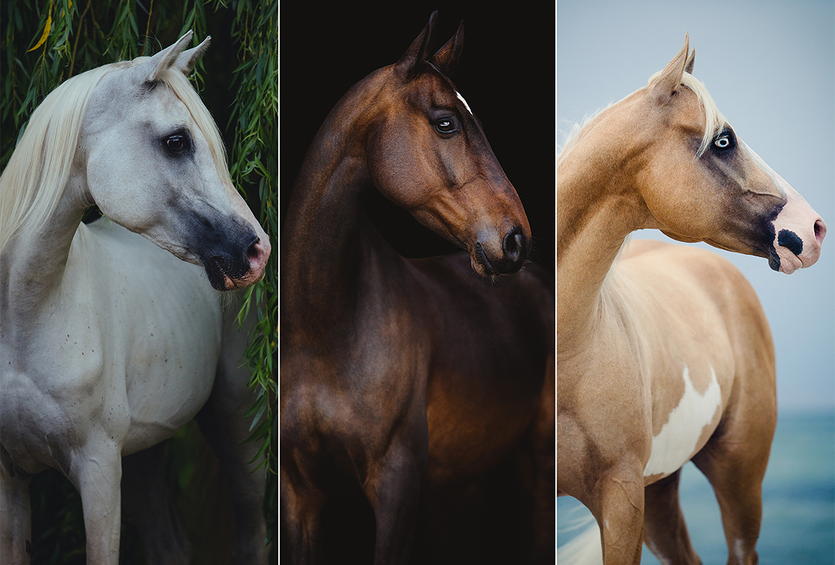 Lightroom Presets für Pferdefotografen