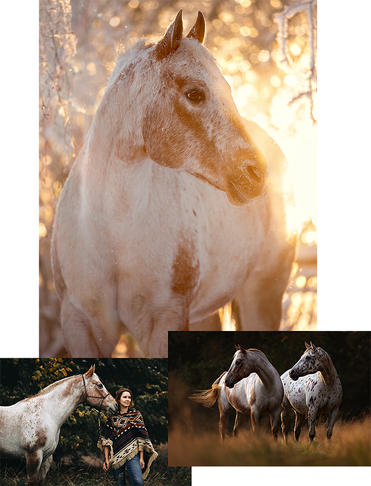 Pferdefotografie lernen mit Wiebke Haas