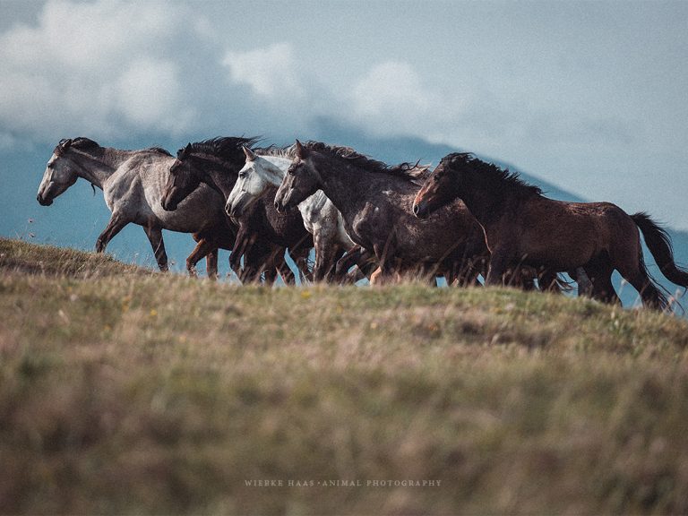Bosnia, Bosnien, Wild Horses, Wildpferde, Hengste, Herde, Pferdeherde, Stuten, Fohlen, Showkampf, Kampf, Landschaft, Berge, Pferde, Pferdefotografie, Pferdefotograf, Fotoreportage, Wildpferde fotografieren, Wildpferde Livno